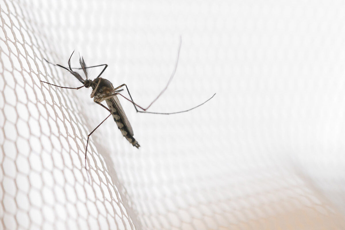 Mücken vertreiben mit Hausmitteln: Im Garten, im Zimmer und auf der Terrasse