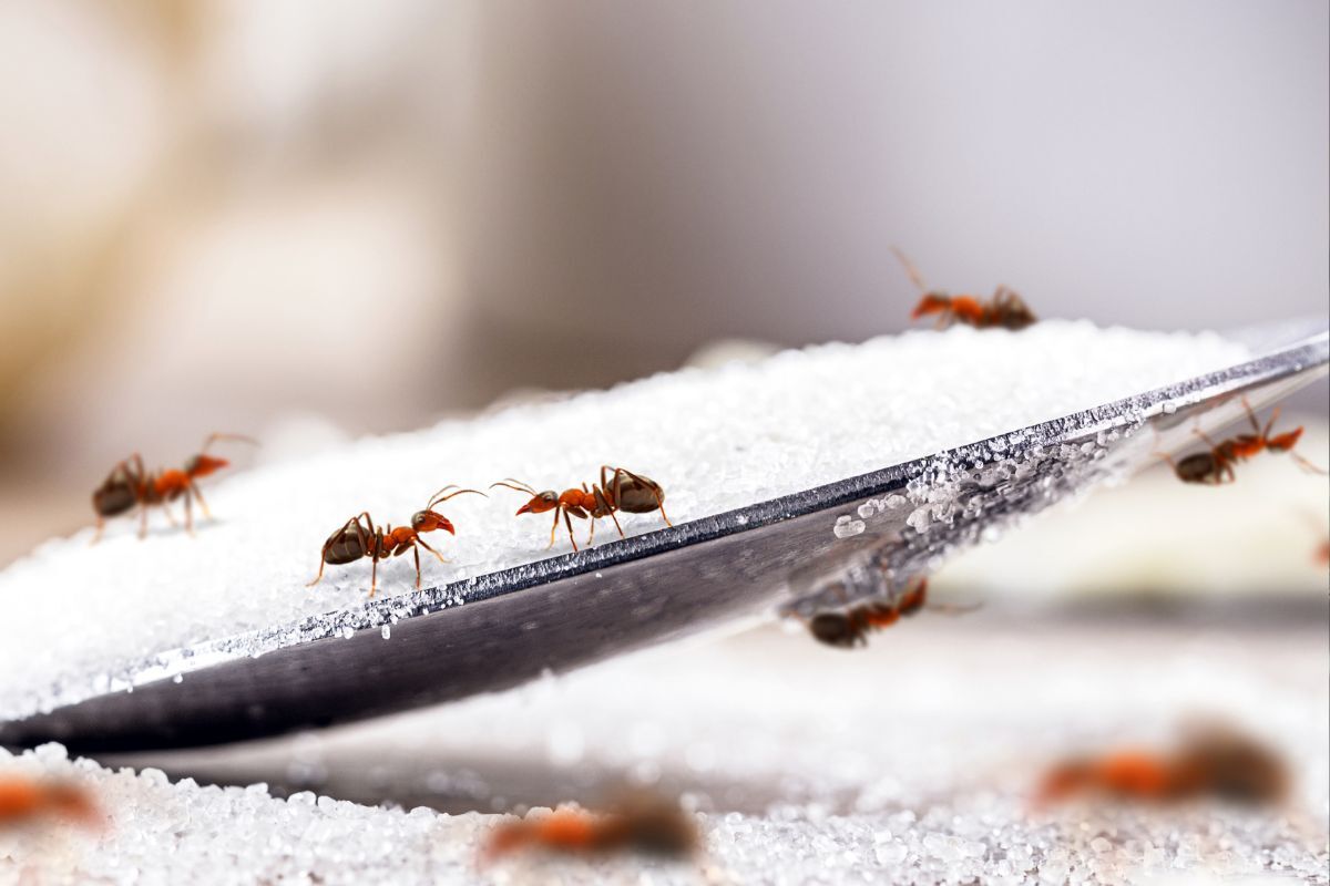 Wichtig: Nahrungsquellen vor Ameisen in der Wohnung verstecken