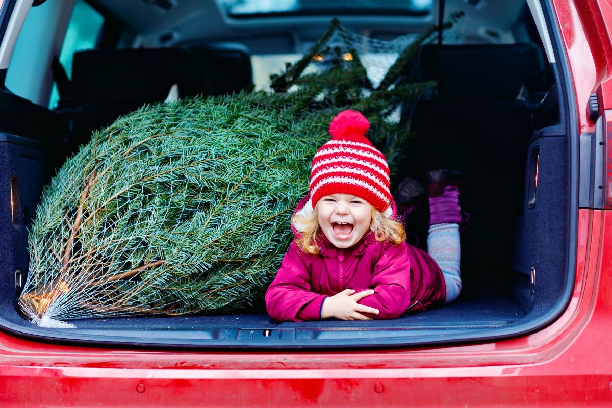 Wann Weihnachtsbaum austellen: Transport und Lagerung